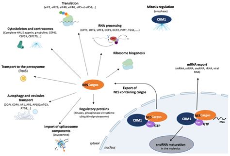 Inhibitors Of Crm1 A Structure Of Crm1 In Association With Sine