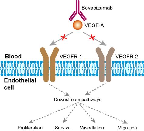 Bevacizumab-Overview – News & Updates