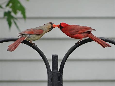 Kissing Cardinals Xpost From R Aww Wild Birds Photography Wild