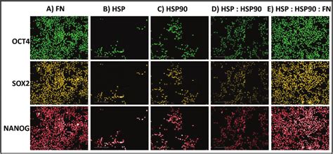 Immunocytochemistry Staining For Positive Pluripotent Marker OCT4