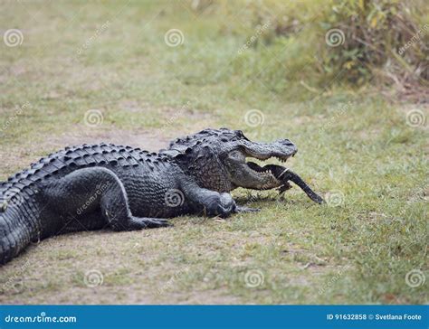 Female American Alligator Her Baby Stock Photos - Free & Royalty-Free ...