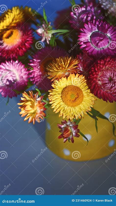 Bouquet De Primavera Vibrante E Colorido De Daisies Nativas