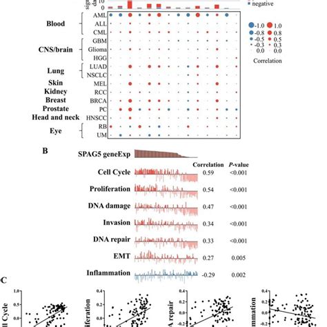 Expression Profile And Clinical Significance Of Spag In Luad A