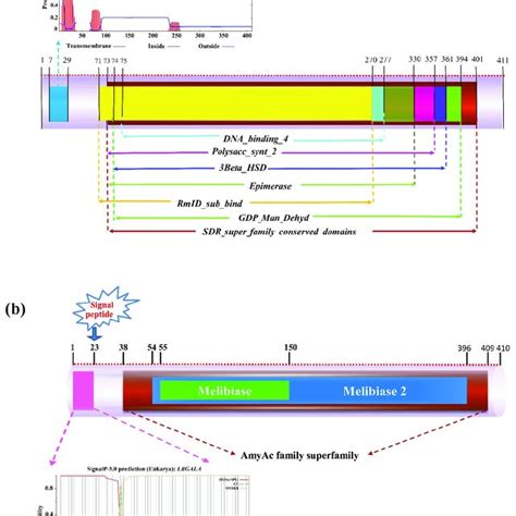 Protein Functional Domain Analysis Of LBGAE A And LBGALA B The