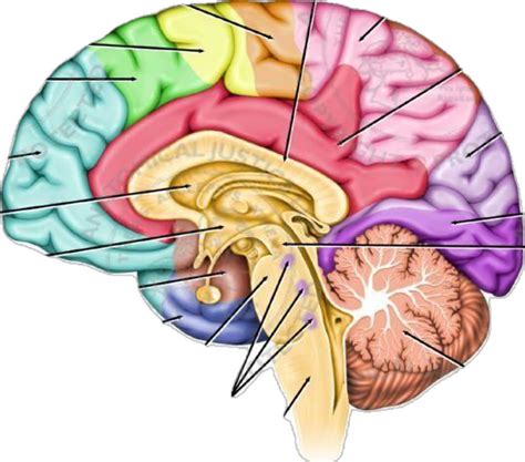 Anatomy and Functions of the Left Brain | Anatomy