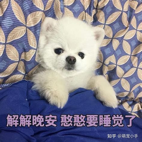 博美犬“爱你”会有这些行为，别傻傻的不知道 知乎