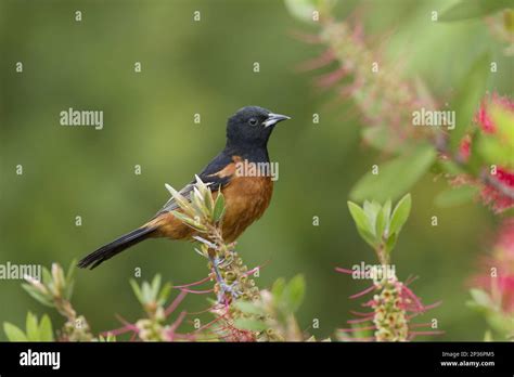 Orchard Oriole Icterus Spurius Adult Male Perching On Flowering Bottlebrush Callistemon Sp