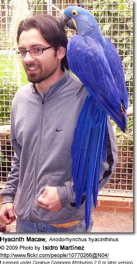 Hyacinth Macaw Pet