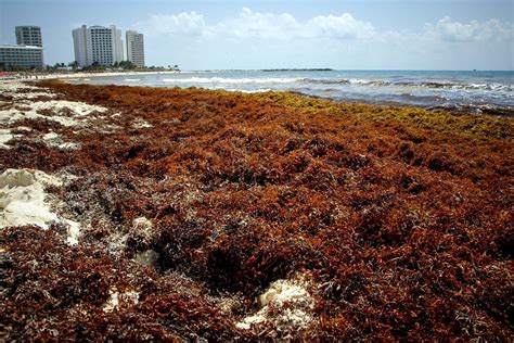 La Marea De Sargazo Amenaza Al Mar Caribe Noticias Ambientales