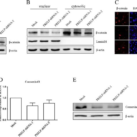 Effect Of Prelp Knockdown On Osteoblasts Differentiation In Mc3t3 E1