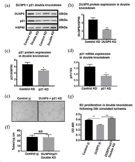 P21 Kd Recovers Proliferation And Tube Formation In Dusp5 Deficient Ecs Download Scientific