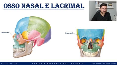 Dor No Osso Do Nariz Ao Tocar - Osso nasal e lacrimal - Anatomia do crânio - Sistema esquelético ...