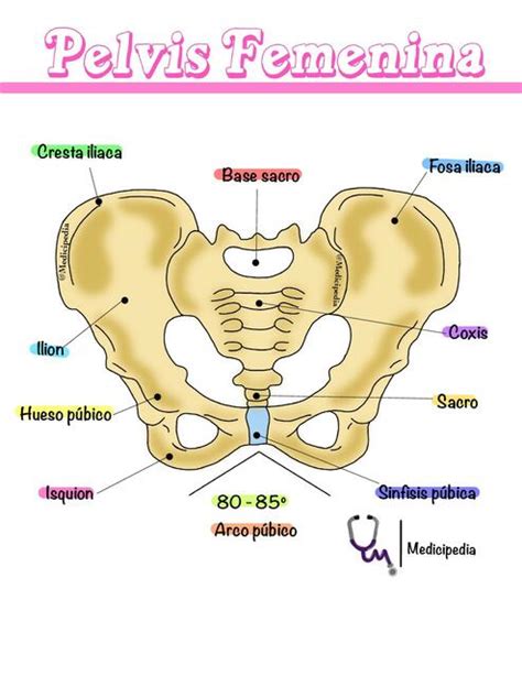 Pelvis Femenina Medicipedia Udocz