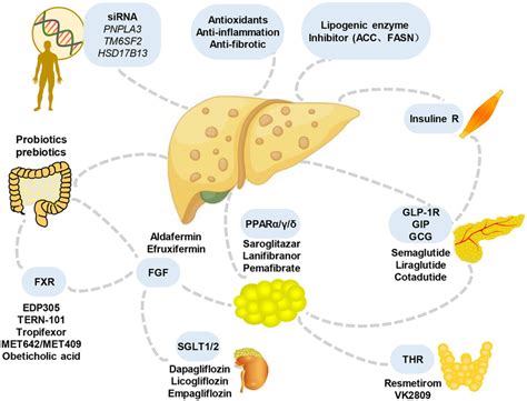 Main Candidate Drugs For The Treatment Of Masld Numerous Prospective