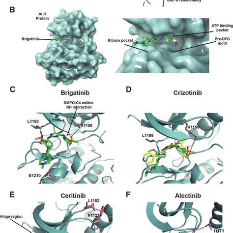 PDF The Potent ALK Inhibitor Brigatinib AP26113 Overcomes