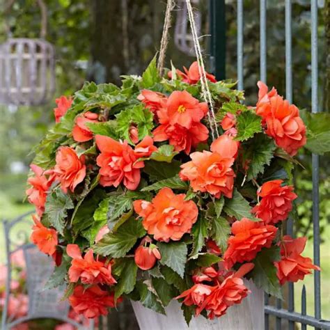 Begonia Orange Curgatoare Buc Gradina Cu Bulbi