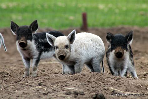 Mangalitsa Pigs | Baker's Green Acres Homestead Education -Campground ...