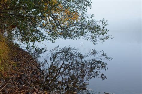 Reflection Of Tree Branches On Water Surface Stock Image Image Of