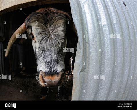 The English Longhorn Cattle Sheltering In A Corrugated Tin Hut In