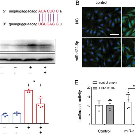 Fih 1 Is A Downstream Target Of Mir 122 5p In Dn Bumpt Cells Were