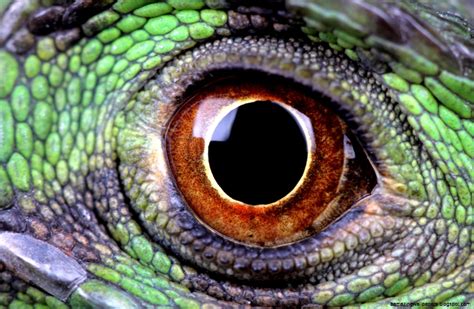 Colorful Reptiles | Amazing Wallpapers