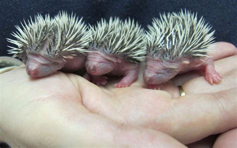 Amazing World: The Cutest Baby Hedgehogs