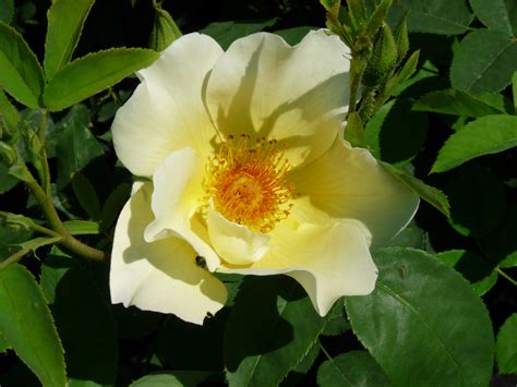 Golden Wings Rose