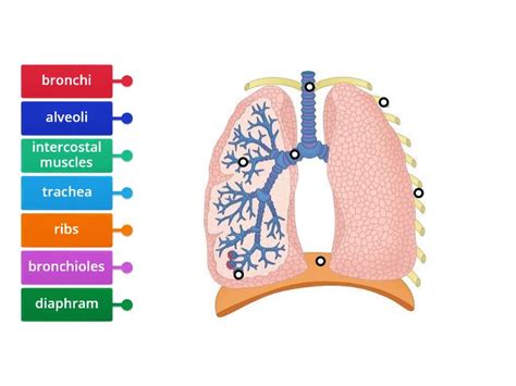 lungs - Labelled diagram