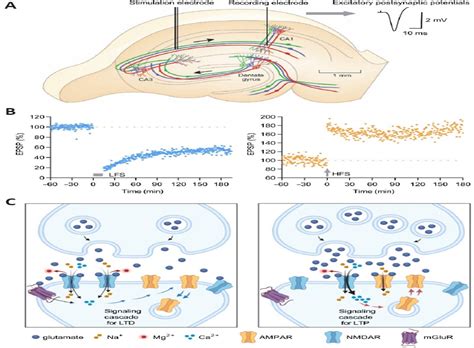 Do Tau Synaptic Long Term Depression Interactions In The Hip