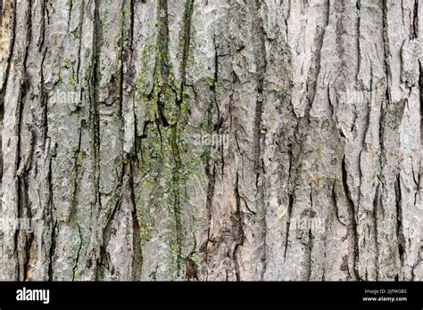 Tree bark - background Stock Photo - Alamy