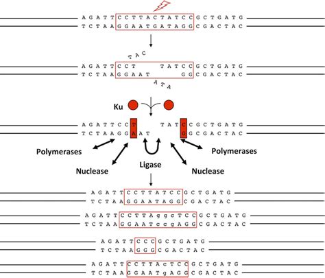 Artemis Is Involved In Dna End Repair Via The Nhej Pathway Natural