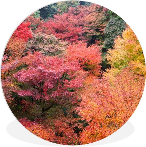 Wall Circle Wall Circle Indoor Forêt d Érables du Érables japonais