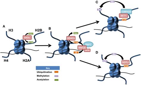 Postulated Patterns Of Histone Cross Talk In Malignancy A Lysine 120