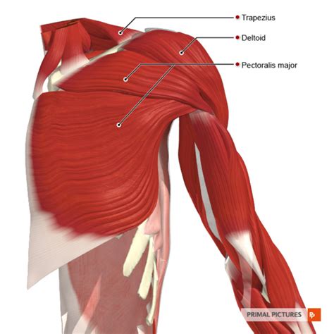 Deltoid Physiopedia