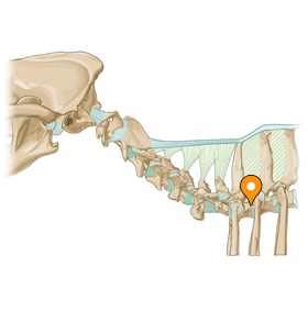 Суставная капсула - vet-Anatomy - IMAIOS