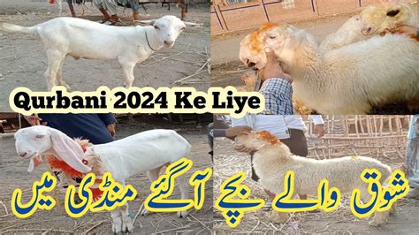 Shahpur Kanjra Mandi Tuesday July Update Qurbani Ke Bachy