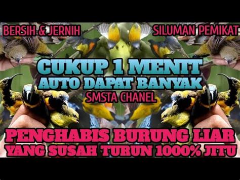 Mp Siluman Suara Pikat Semua Jenis Burung Kecil Liar Ampuh Ribut Anti