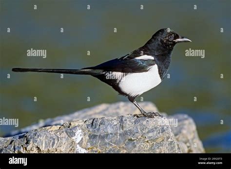 Black Billed Magpie Pica Hudsonia The Spherical Nest Is Built In