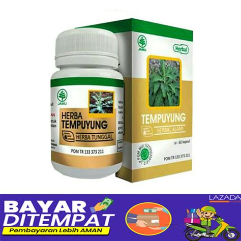 HIU TEMPUYUNG 60 KAPSUL OBAT PENGHANCUR BATU GINJAL HERBAL ALAMI