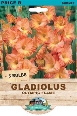 Gladioli Olympic Flame Bulbs Guildford Garden Centre