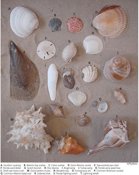 Common Shells Of Padre Island National Seashore Seashore Texas