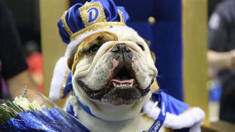 PHOTOS: Drool rules at 'Beautiful Bulldog' contest at Drake University ...