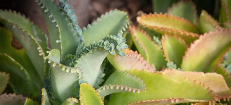 Mother Of Thousands Plant [complete Plant Care Guide]