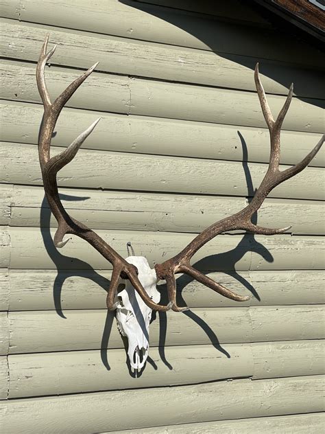 European Skull Elk Antler Mount – Antler Creek Wildlife Creations