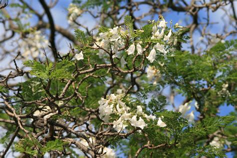 Download free photo of Tree,jakaranda,flowers,white,foliage - from ...