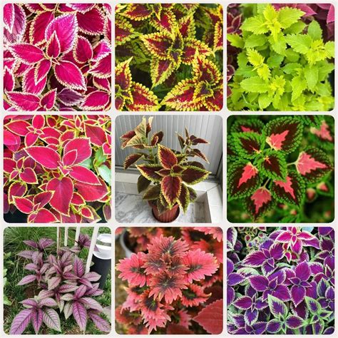 30 Pcs Buntnessel Samen Coleus Canina Blumensamen Garten Buntnessel