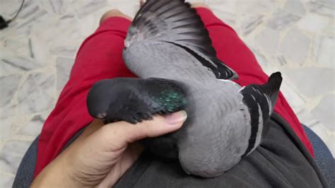 Pigeon Biting Cooing Sound Youtube