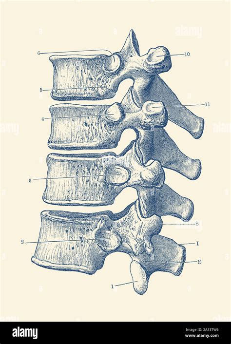 58+ Diagram Of Spine Vertebrae - ShonahFlorrie