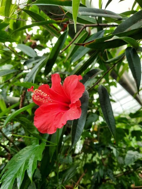 гибискус | Plants, Nature, Garden