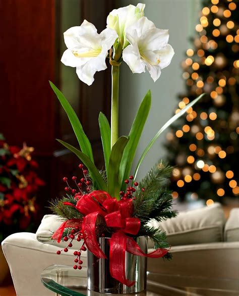 Amaryllis im Glas für Weihnachten dekorieren So einfach gehts